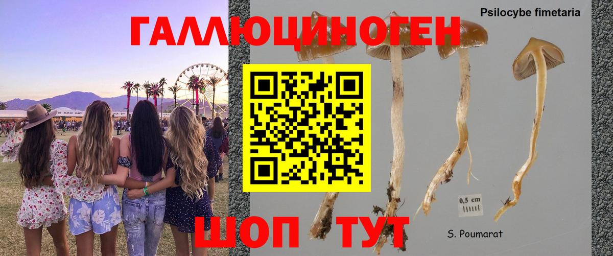 Чистополь  Галлюциногенные грибы Psilocybe  Вход с VPN 